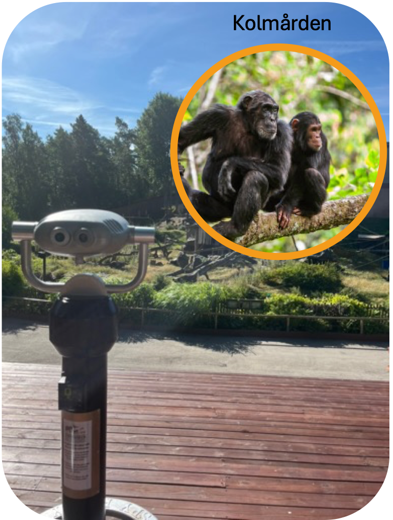 Hi-Spy utsiktskikare på Kolmården med detaljbild av schimpanser