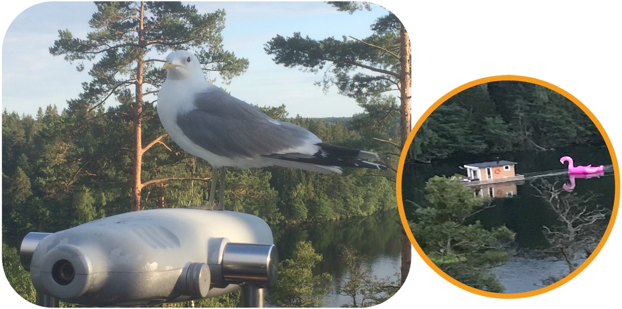 Utsikt över Uttran från Rönninge med Hi-Spy utsiktskikare och en gråtrut